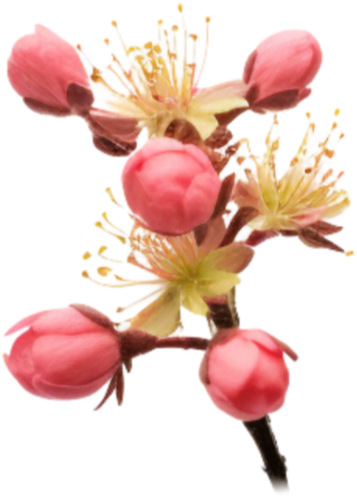 Hoa đào, hoa, nhánh hoa, cành hoa, ngày tết, mùa xuân, màu hồng, peach blossom, flower, branch, twig, tet, spring, pink 4