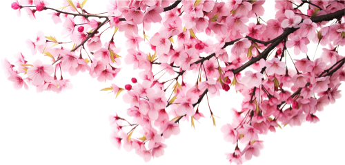 Hoa đào, hoa, nhánh hoa, cành hoa, ngày tết, mùa xuân, màu hồng, peach blossom, flower, branch, twig, tet, spring, pink 4