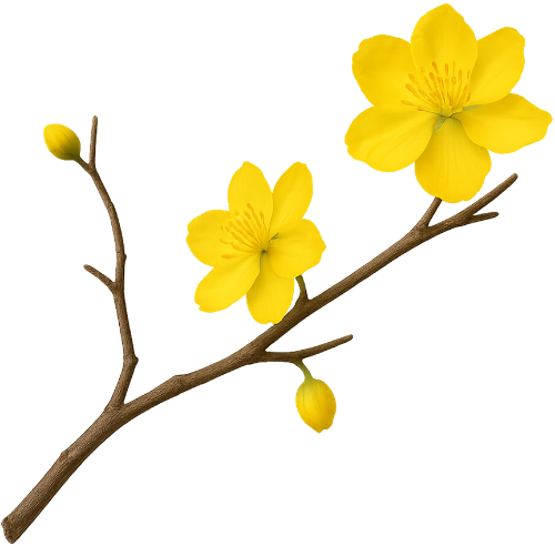 Cành hoa mai, hoa mai vàng, nụ hoa, cành cây, tết, mùa xuân, hoa, cành, yellow apricot blossom, apricot flower, flower bud, branch, tet, spring, flower, twig
