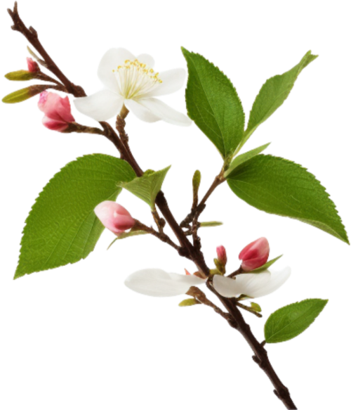 Hoa mai, hoa, nhánh hoa, cành hoa, ngày tết, mùa xuân, màu trắng, apricot blossom, flower, branch, twig, tet, spring, white 2