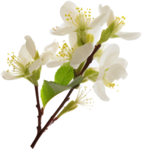 Hoa mai, hoa, nhánh hoa, cành hoa, ngày tết, mùa xuân, màu trắng, apricot blossom, flower, branch, twig, tet, spring, white