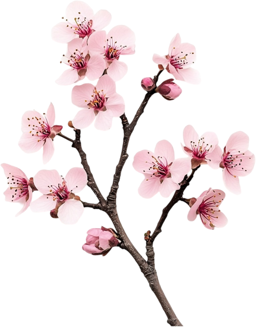 Hoa đào, hoa, nhánh hoa, cành hoa, ngày tết, mùa xuân, màu hồng, peach blossom, flower, branch, twig, tet, spring, pink 1