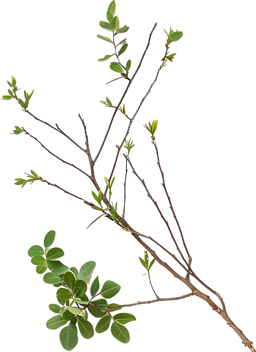 Nhành cây, lá, cây xanh, cành cây, ngoài trời, thiên nhiên, màu xanh lá, tree branch, leaves, green plant, twig, outdoor, nature, green