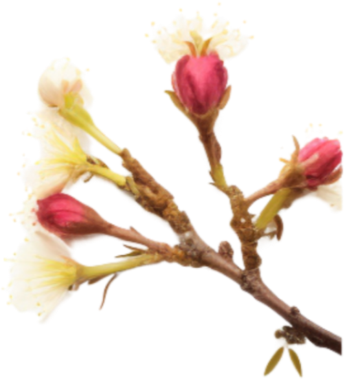Hoa đào, hoa, nhánh hoa, cành hoa, ngày tết, mùa xuân, màu hồng, peach blossom, flower, branch, twig, tet, spring, pink 4