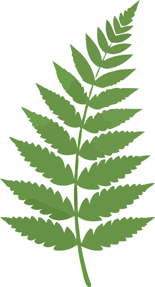 Lá dương xỉ, lá cây, màu xanh lá, thực vật, rừng rậm, thiên nhiên, fern leaf, leaf, green, plant, jungle, nature