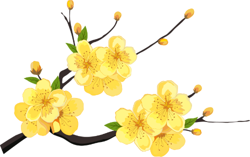 Hoa mai, hoa, flower, spring, mùa xuân, Tết, Xuân 3