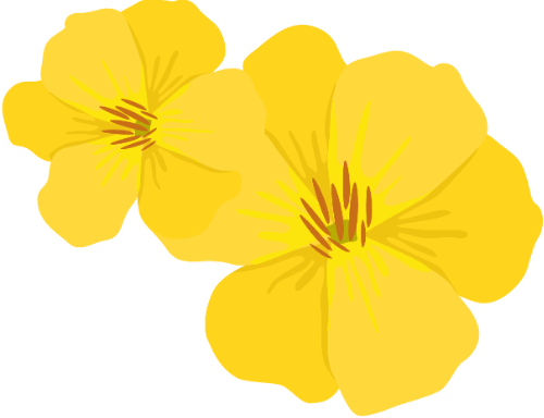 Hoa mai, hoa, tết, apricot blossoms, flowers, Tet 1