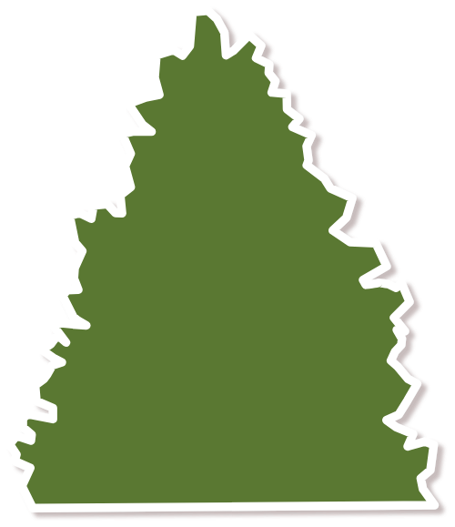 Cây thông, hình dạng, pine tree, shape