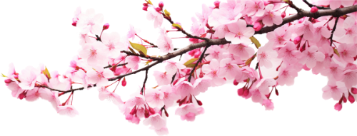 Hoa đào, hoa, nhánh hoa, cành hoa, ngày tết, mùa xuân, màu hồng, peach blossom, flower, branch, twig, tet, spring, pink 4