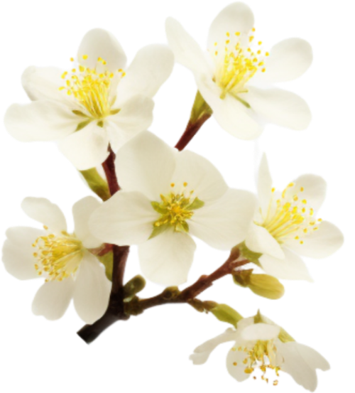 Hoa mai, hoa, nhánh hoa, cành hoa, ngày tết, mùa xuân, màu trắng, apricot blossom, flower, branch, twig, tet, spring, white 6