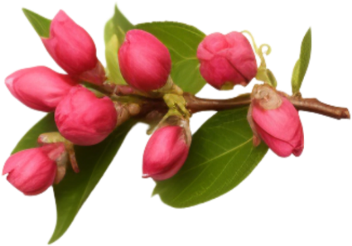 Hoa đào, hoa, nhánh hoa, cành hoa, ngày tết, mùa xuân, màu hồng, peach blossom, flower, branch, twig, tet, spring, pink 4