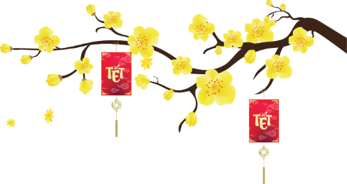 Hoa mai, hoa, tết, apricot blossoms, flowers, Tet