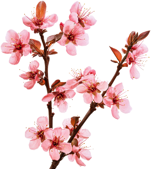 Hoa đào, hoa, nhánh hoa, cành hoa, ngày tết, mùa xuân, màu hồng, peach blossom, flower, branch, twig, tet, spring, pink 4 2