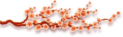 Hoa đào, hoa, flower, cherry blosso, Tết, xuân