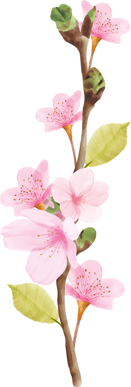 Hoa đào, hoa, nhánh hoa, cành hoa, ngày tết, mùa xuân, màu hồng, peach blossom, flower, branch, twig, tet, spring, pink 5