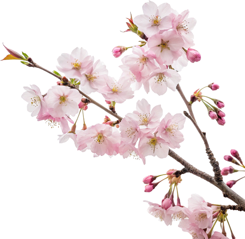 Hoa đào, hoa, nhánh hoa, cành hoa, ngày tết, mùa xuân, màu hồng, peach blossom, flower, branch, twig, tet, spring, pink 4