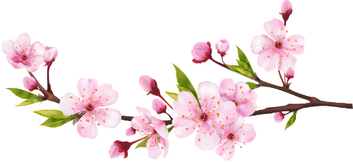 Hoa đào, hoa, nhánh hoa, cành hoa, ngày tết, mùa xuân, màu hồng, peach blossom, flower, branch, twig, tet, spring, pink 4 6