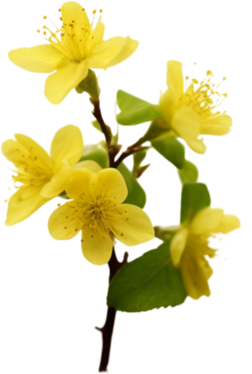 Hoa mai, hoa, nhánh hoa, cành hoa, ngày tết, mùa xuân, màu vàng, may flower, flower, branch, twig, tet, spring, yellow