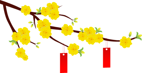 Hoa mai, hoa, flower, mùa xuân, xuân, tết, spring