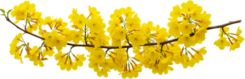 Hoa mai, hoa, nhánh hoa, cành hoa, ngày tết, mùa xuân, màu vàng, may flower, flower, branch, twig, tet, spring, yellow