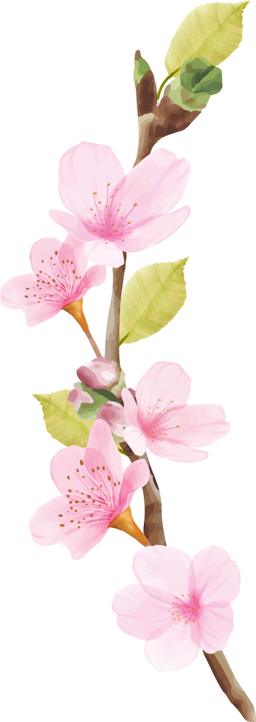 Hoa đào, hoa, nhánh hoa, cành hoa, ngày tết, mùa xuân, màu hồng, peach blossom, flower, branch, twig, tet, spring, pink 6