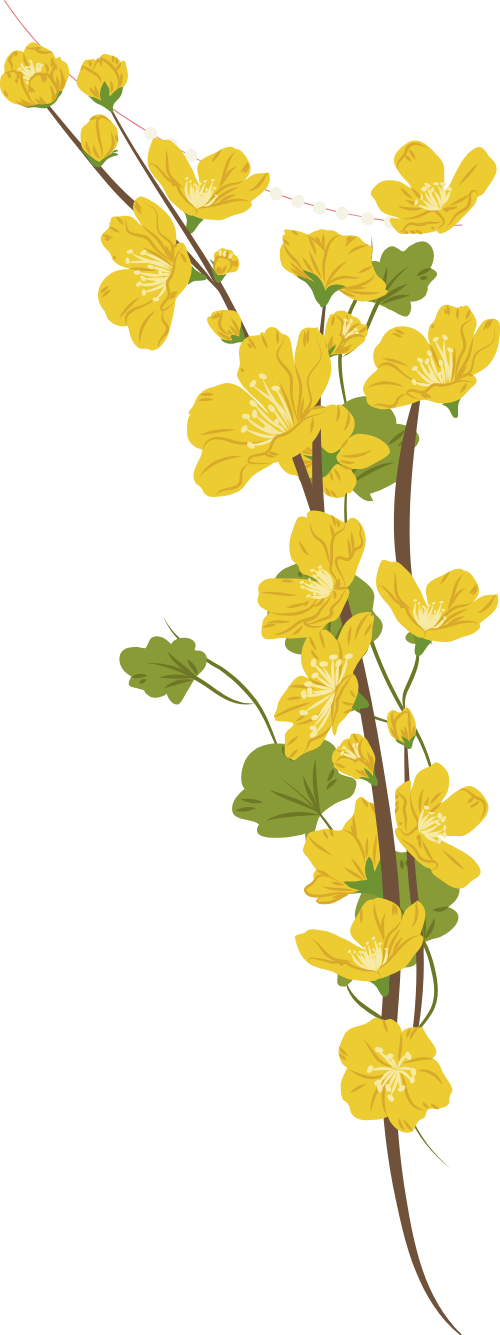 Hoa mai, hoa, flower, tết, xuân, spring