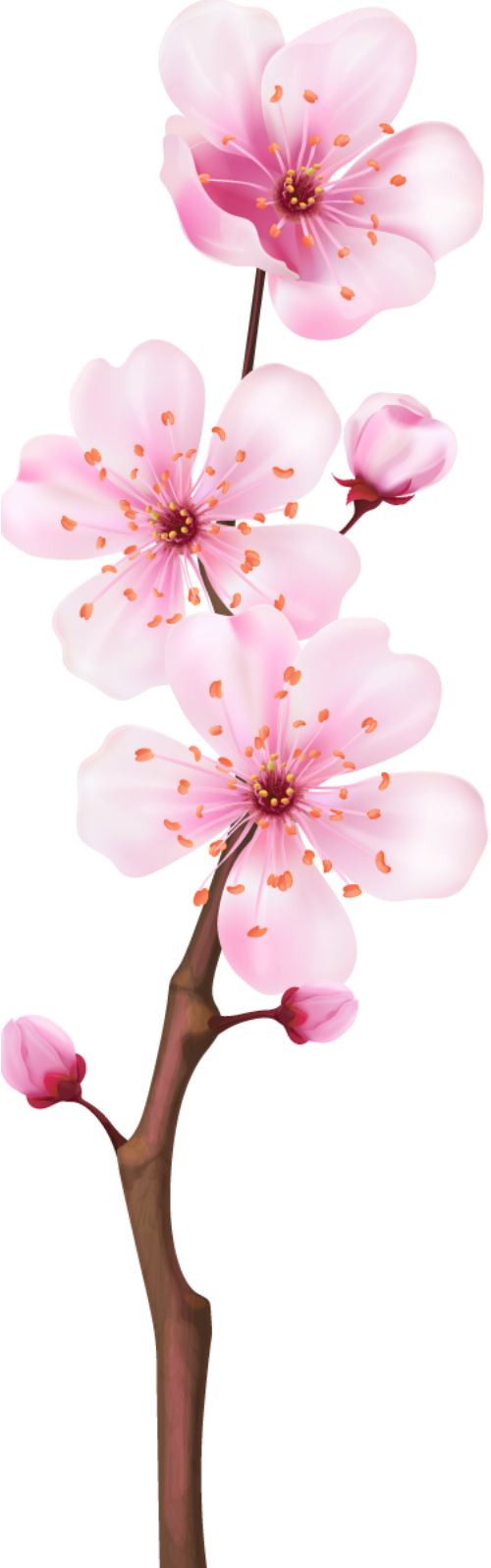 Hoa đào, hoa, nhánh hoa, cành hoa, ngày tết, mùa xuân, màu hồng, peach blossom, flower, branch, twig, tet, spring, pink 4 6 1