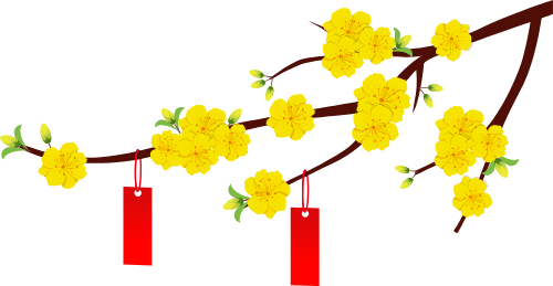 Cành hoa mai, hoa mai vàng, hoa xuân, tết nguyên đán, phương nam, cánh hoa, bao lì xì, trang trí, apricot blossom branch, yellow apricot blossom, spring flower, lunar new year, southern vietnam, petals, red envelope, decoration