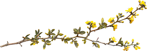 Hoa mai, hoa, nhánh hoa, cành hoa, ngày tết, mùa xuân, màu trắng, apricot blossom, flower, branch, twig, tet, spring, white 3