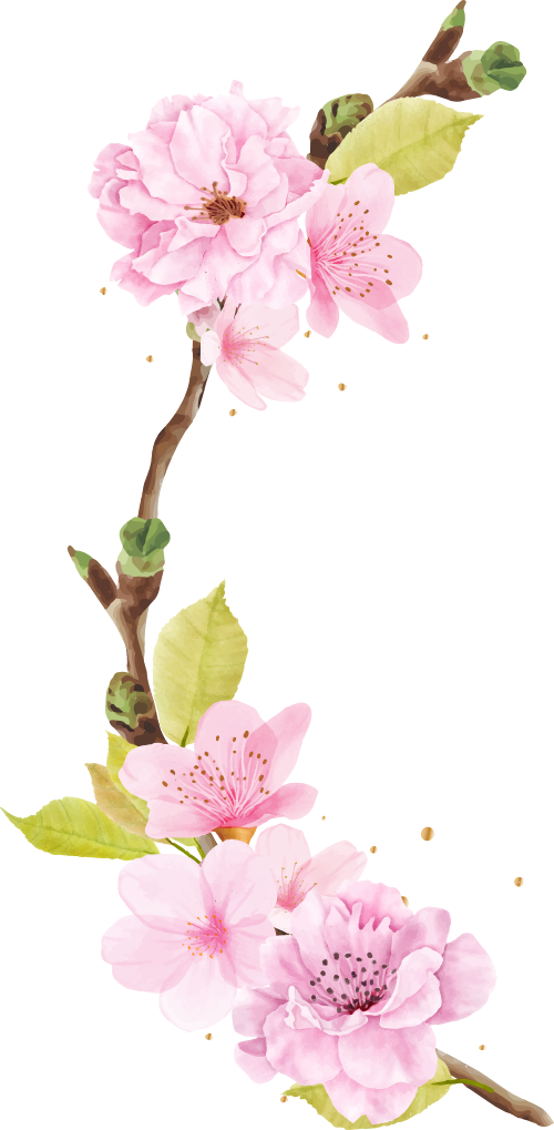 Hoa đào, hoa, nhánh hoa, cành hoa, ngày tết, mùa xuân, màu hồng, peach blossom, flower, branch, twig, tet, spring, pink 1