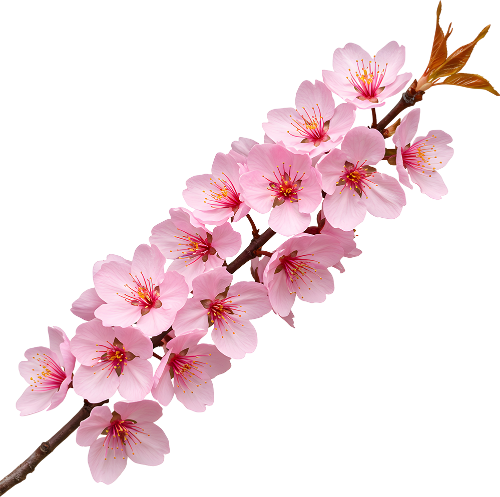 Hoa đào, hoa, nhánh hoa, cành hoa, ngày tết, mùa xuân, màu hồng, peach blossom, flower, branch, twig, tet, spring, pink 4 6