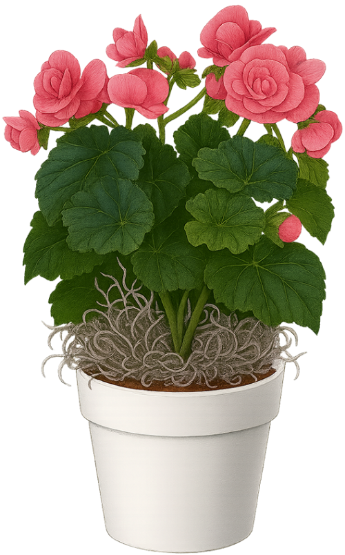 Hoa hải đường, cây cảnh, chậu trắng, hoa, lá xanh, begonia, ornamental plant, white pot, flower, green leaves