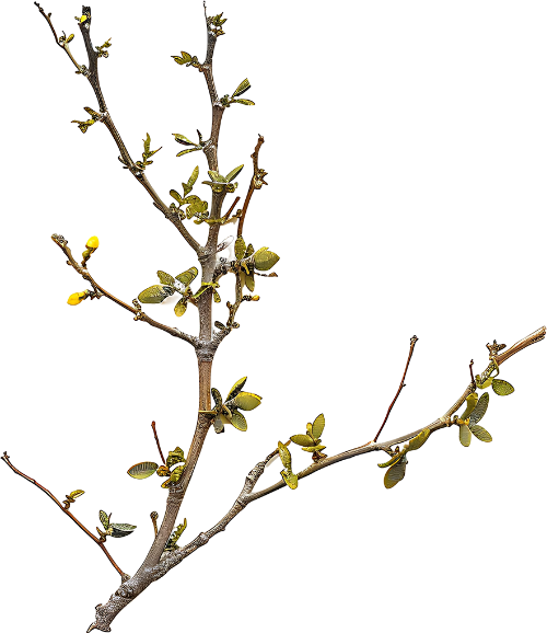 Hoa mai, hoa, nhánh hoa, cành hoa, ngày tết, mùa xuân, màu trắng, apricot blossom, flower, branch, twig, tet, spring, white 4