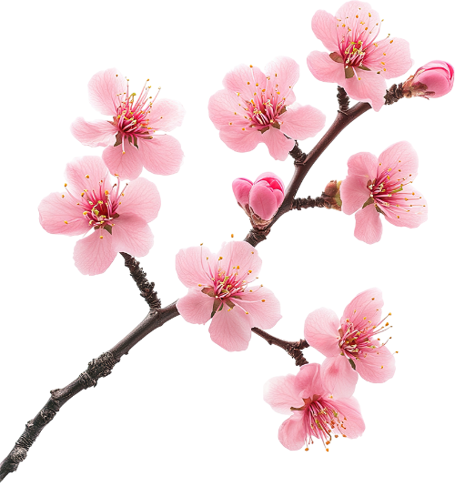 Hoa đào, hoa, nhánh hoa, cành hoa, ngày tết, mùa xuân, màu hồng, peach blossom, flower, branch, twig, tet, spring, pink 4 9