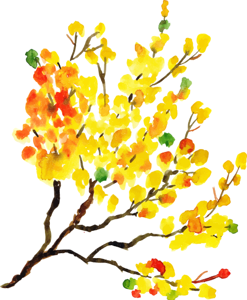 Hoa mai, cành hoa, mùa xuân, tết nguyên đán, hoa vàng, nụ hoa, thực vật, trang trí, apricot blossom, flower branch, spring, lunar new year, yellow flower, bud, plant, decoration
