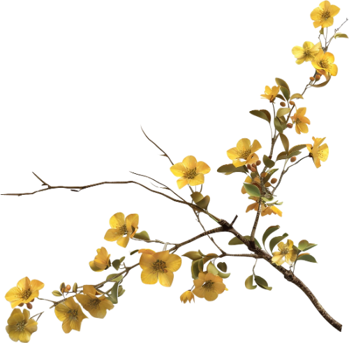 Hoa mai, hoa, nhánh hoa, cành hoa, ngày tết, mùa xuân, màu trắng, apricot blossom, flower, branch, twig, tet, spring, white 8