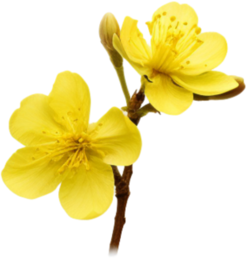 Hoa mai, hoa, nhánh hoa, cành hoa, ngày tết, mùa xuân, màu vàng, may flower, flower, branch, twig, tet, spring, yellow