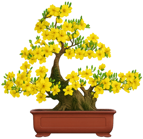 Cây hoa mai, hoa mai, bonsai, cây tết, mùa xuân, hoa màu vàng, cây cảnh, chậu cây, cây phong thủy, ochna integerrima, ochna, bonsai, tet tree, spring, yellow flower, ornamental plant, potted plant, feng shui tree