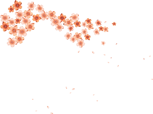 Hoa anh đào, hoa, flower, cherry blossom, mùa xuân, spring 3