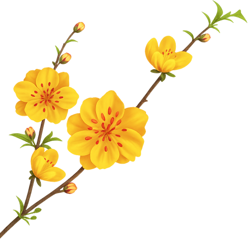 Cành hoa mai, hoa mai vàng, hoa vàng, cành cây, tết, mùa xuân, hoa, cành, yellow apricot blossom, apricot flower, yellow flower, branch, tet, spring, flower, twig