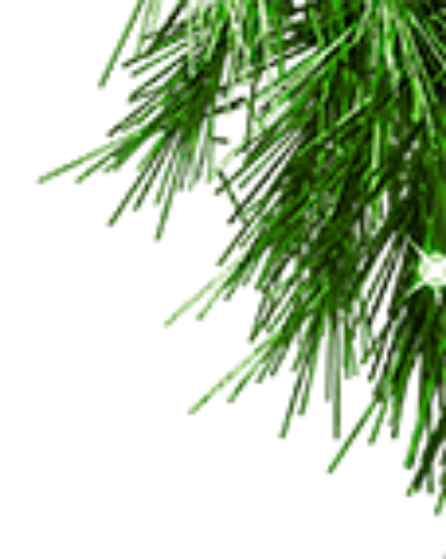Lá thông, cây thông, pine, cây xanh, cây, tree, giáng sinh, christmas