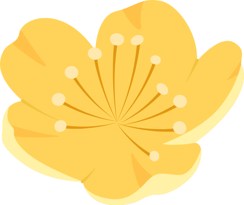 Hoa mai, hoa, flower, mùa xuân, xuân, tết, spring