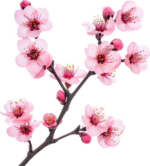 Hoa đào, hoa, nhánh hoa, cành hoa, ngày tết, mùa xuân, màu hồng, peach blossom, flower, branch, twig, tet, spring, pink 4 8