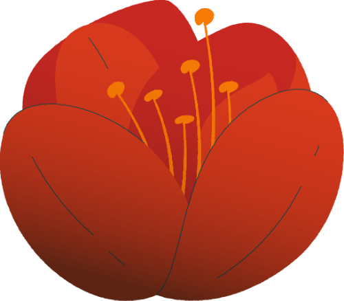 Hoa mai, hoa, màu đỏ, năm cánh, nhụy vàng, tết, mùa xuân, thực vật, apricot blossom, flower, red, five petals, yellow stamen, lunar new year, spring, plant