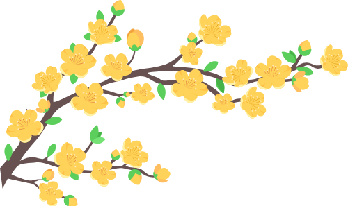 Hoa mai, hoa, flower, mùa xuân, xuân, tết, spring
