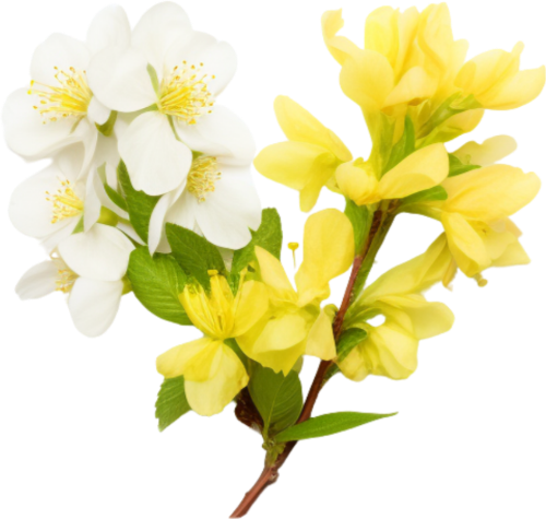 Hoa mai, hoa, nhánh hoa, cành hoa, ngày tết, mùa xuân, màu vàng, may flower, flower, branch, twig, tet, spring, yellow