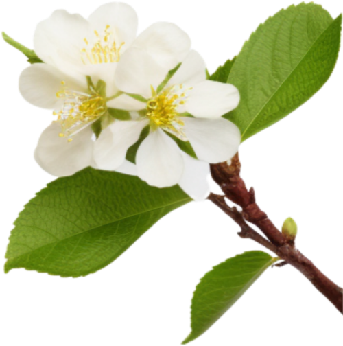 Hoa mai, hoa, nhánh hoa, cành hoa, ngày tết, mùa xuân, màu trắng, apricot blossom, flower, branch, twig, tet, spring, white 4