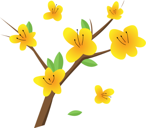 Hoa mai vàng, cành mai, tết nguyên đán, hoa vàng, lộc xuân, miền nam, truyền thống, yellow apricot blossom, ochna integerrima, lunar new year, yellow flower, spring, branch, traditional, vietnamese tet