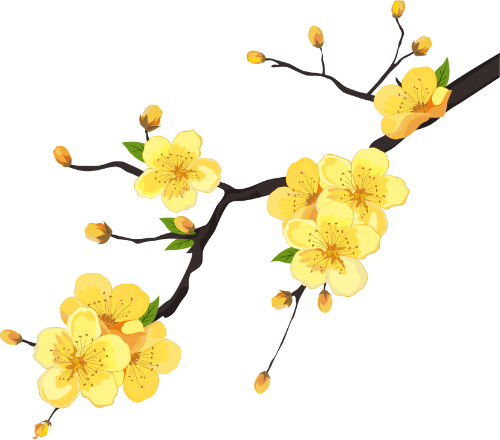 Hoa mai, hoa, flower, spring, mùa xuân, Tết, Xuân 4