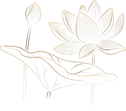 Sen, hoa sen, lá sen, búp sen, lotus, lotus leaf, lotus bud 1